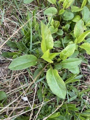 Solidago macrophylla