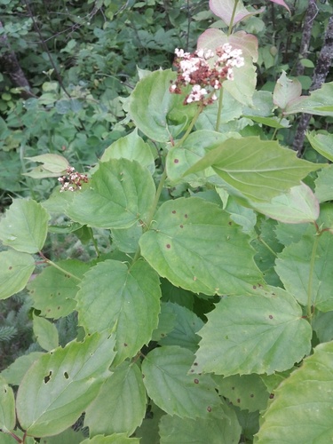 Viburnum rafinesqueanum var. affine