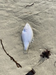 Psettichthys melanostictus