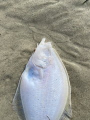 Psettichthys melanostictus