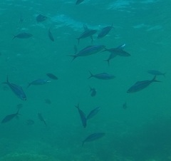 Caesio striata