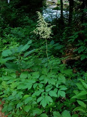 Astilbe biternata