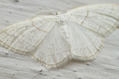 Protitame subalbaria