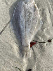 Psettichthys melanostictus