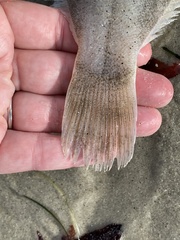 Psettichthys melanostictus