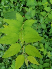Spiraea chamaedryfolia