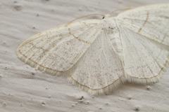 Protitame subalbaria