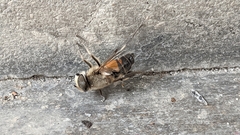 Eristalis similis