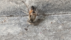 Eristalis similis