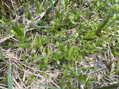 Stellaria borealis