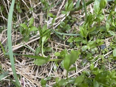 Stellaria borealis