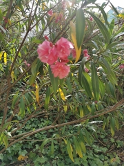 Nerium oleander