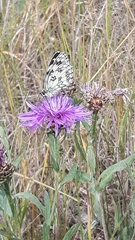 Melanargia galathea