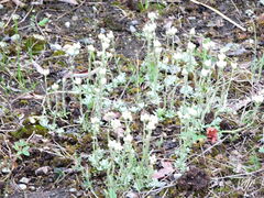 Antennaria alpina