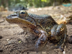 Lithobates psilonota