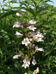 Penstemon calycosus