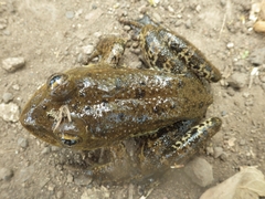 Lithobates psilonota