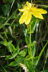 Hypericum richeri burseri