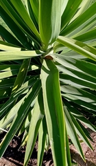 Yucca