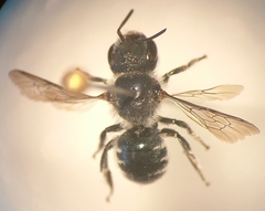 Osmia submicans