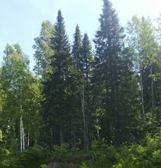 Abies sibirica