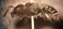 Osmia submicans