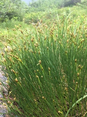 Trichophorum cespitosum