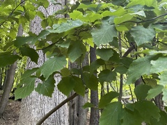 Hamamelis virginiana