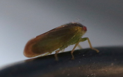 Iassus lanio