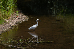 Egretta garzetta