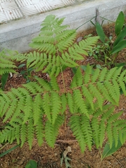 Pteridium pinetorum