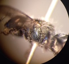 Osmia submicans