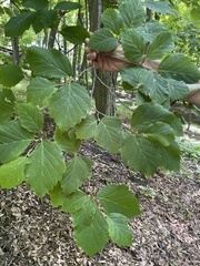 Hamamelis virginiana