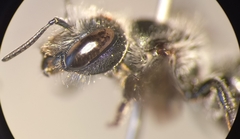 Osmia submicans