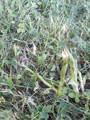 Anacamptis pyramidalis