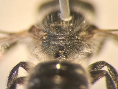 Osmia submicans