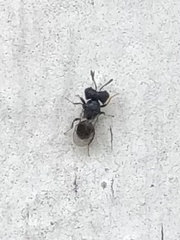 Cratomus