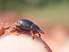 Hybosorus
