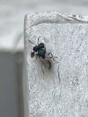 Cratomus