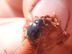 Hybosorus
