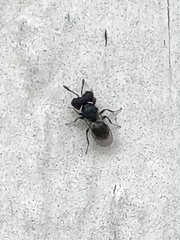 Cratomus