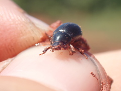 Hybosorus