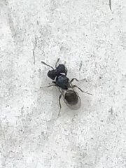 Cratomus