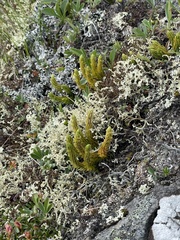 Huperzia appressa