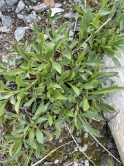 Solidago leiocarpa