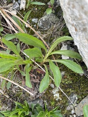 Solidago leiocarpa