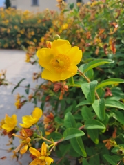 Hypericum