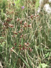 Juncus rugosus