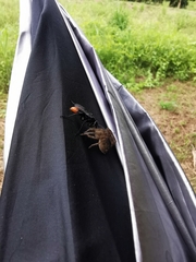 Tachypompilus analis