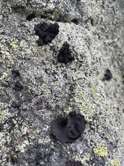 Umbilicaria proboscidea